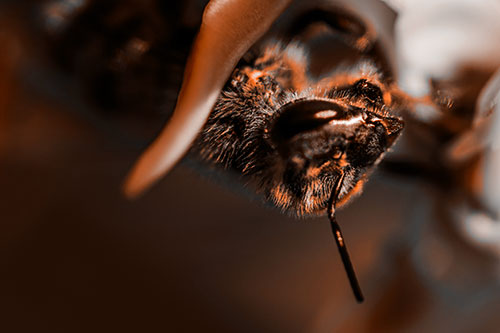 Snarling Honey Bee Clinging Flower Petal (Orange Tone Photo)