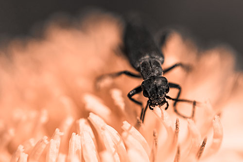 Snarling Oedemera Beetle Eating Dandelion Pollen (Orange Tone)