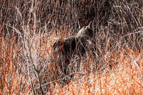 Sneaking Coyote Hunting Through Trees (Orange Tone Photo)