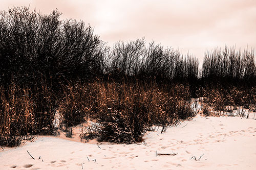 Snow Covered Tall Grass Surrounding Trees (Orange Tone Photo)