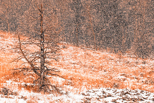 Snow Covers Dead Christmas Tree (Orange Tone Photo)
