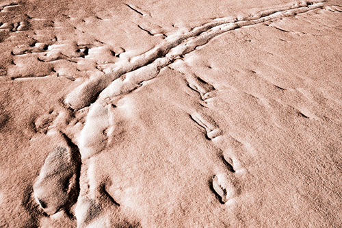 Snow Drifts Cover Footprint Trails (Orange Tone Photo)