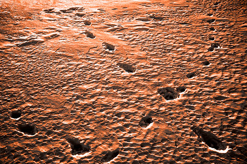 Snow Footprint Trails Crossing Paths (Orange Tone Photo)