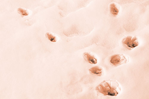 Snowy Animal Footprints Changing Direction (Orange Tone Photo)