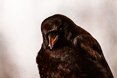 Snowy Beaked Crow Hunched Over (Orange Tone Photo)