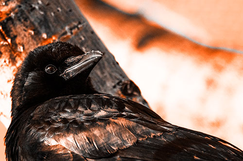 Snowy Beaked Crow Staring Off Into Distance (Orange Tone Photo)