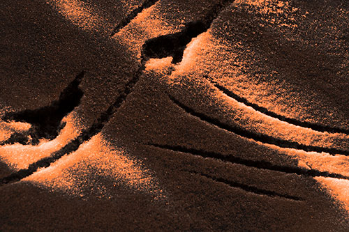 Snowy Bird Footprint Claw Marks (Orange Tone Photo)