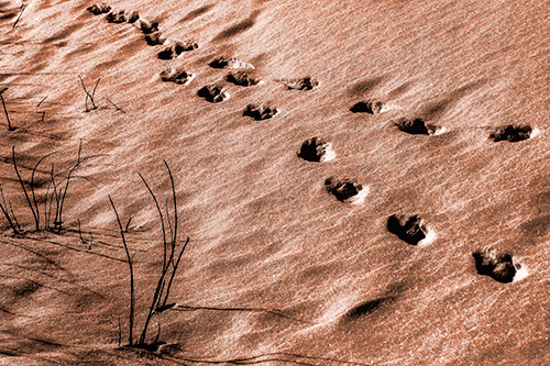 Snowy Footprints Along Dead Branches (Orange Tone Photo)