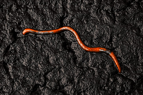 Soaked Earthworm Wiggles Across Wet Pavement (Orange Tone)