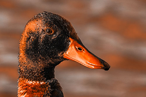 Soaked Male Mallard Duck Watching Among Lake (Orange Tone)