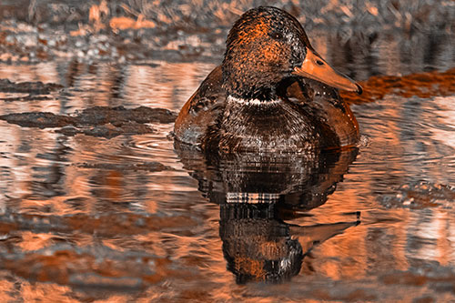 Soaked Mallard Duck Casts Pond Water Reflection (Orange Tone Photo)