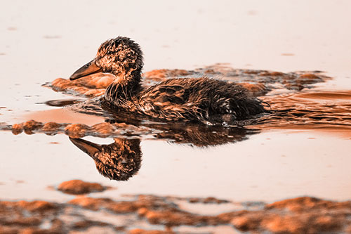 Soaked Mallard Duckling Swimming Past Algae (Orange Tone)