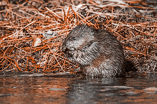 Soaked Muskrat Nibbles Grass Along River Shore (Orange Tone)
