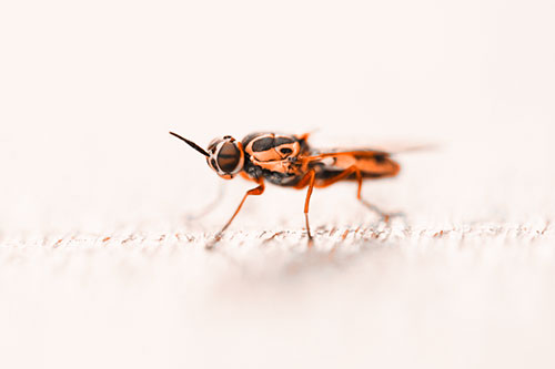 Soldier Fly Standing Still Among Light (Orange Tone)