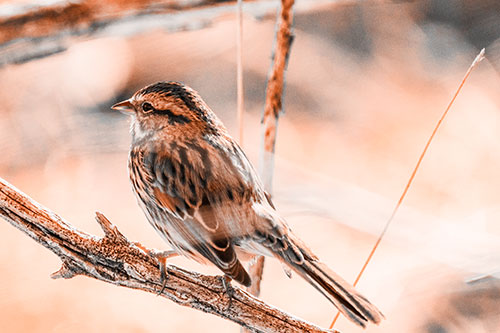 Song Sparrow Overlooking Water Pond (Orange Tone Photo)