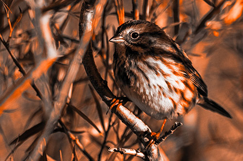 Song Sparrow Perched Along Curvy Tree Branch (Orange Tone Photo)