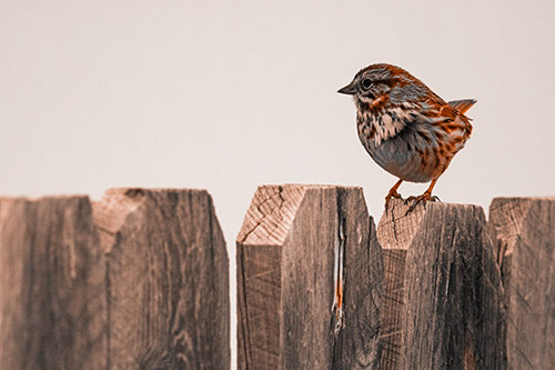 Song Sparrow Standing Atop Wooden Fence (Orange Tone Photo)