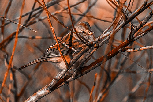 Song Sparrow Watches Sunrise Among Tree Branches (Orange Tone Photo)