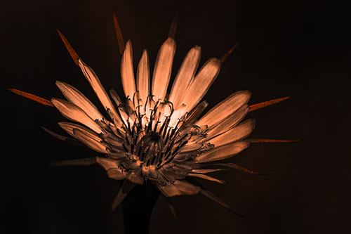 Spiky Salsify Flower Gathering Sunshine (Orange Tone Photo)