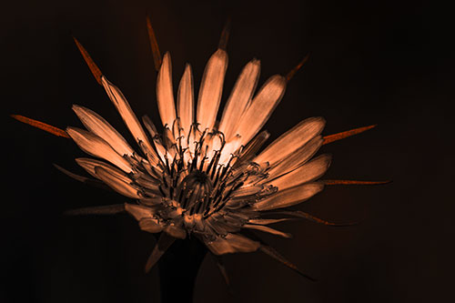 Spiky Salsify Flower Gathering Sunshine (Orange Tone)