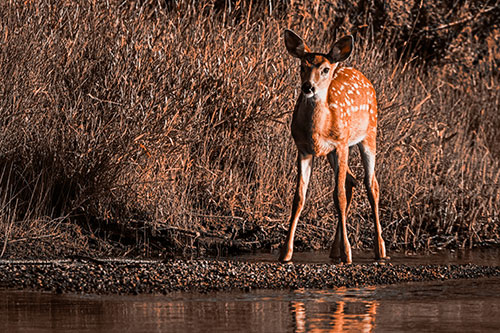 Spotted White Tailed Deer Standing Along River Shoreline (Orange Tone)