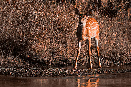 Spotted White Tailed Deer Standing Along River Shoreline (Orange Tone Photo)