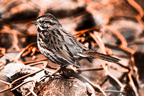 Squinting Song Sparrow Perched Atop Chain Link Fencing (Orange Tone Photo)