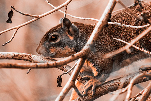 Squirrel Climbing Down From Tree Branches (Orange Tone Photo)