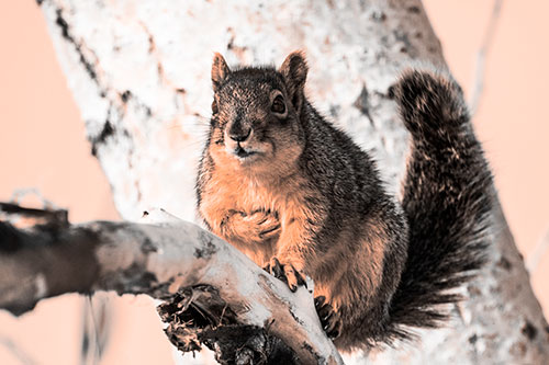 Squirrel Grasping Chest Atop Thick Tree Branch (Orange Tone Photo)