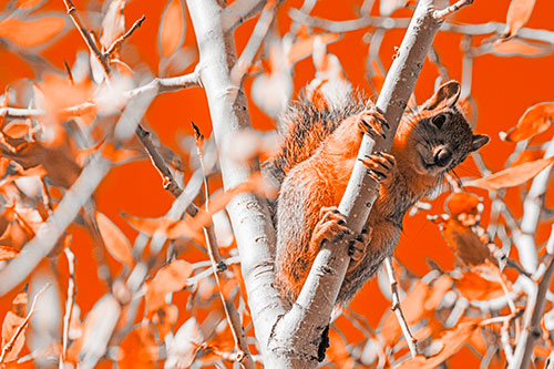 Squirrel Gripping Ahold Of Tree Branch (Orange Tone)