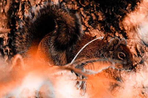 Squirrel Hiding Behind Tree Branches (Orange Tone Photo)