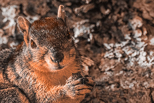 Squirrel Holding Food Atop Tree Branch (Orange Tone)