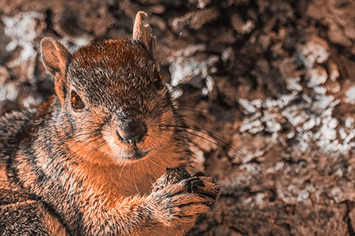 Squirrel Holding Food Atop Tree Branch (Orange Tone Photo)