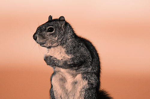 Squirrel Holding Food Tightly Amongst Chest (Orange Tone Photo)