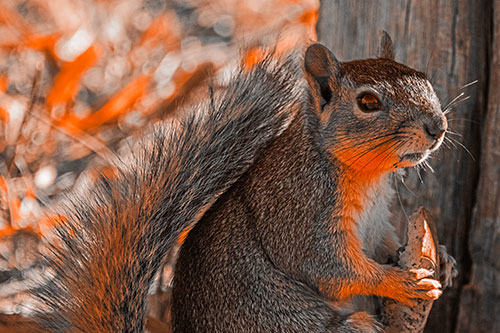Squirrel Holding Watermelon Slice Glancing Sideways (Orange Tone)