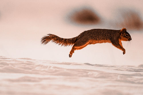 Squirrel Leap Flying Across Snow (Orange Tone Photo)
