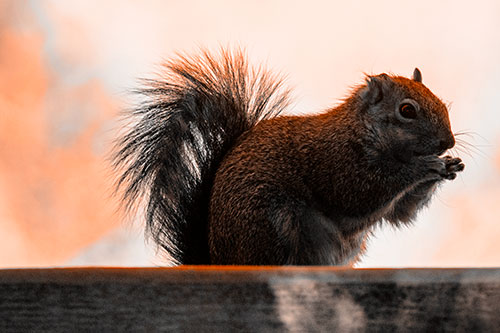 Squirrel Nibbles Breakfast Atop Concrete Skatepark (Orange Tone)
