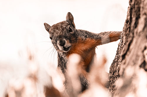 Squirrel Peeks Around Tree Base (Orange Tone Photo)