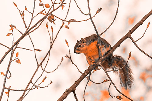 Squirrel Sits Among Sprouting Tree Branches (Orange Tone)