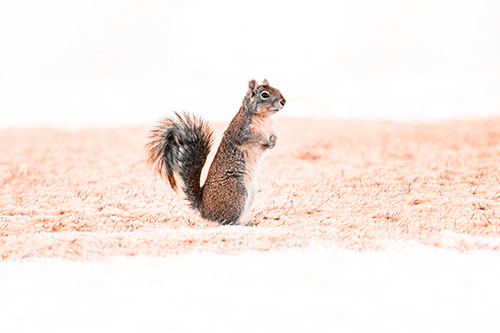 Squirrel Standing On Snowy Patch Of Grass (Orange Tone Photo)