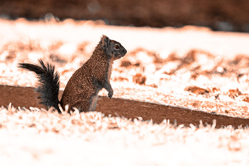 Squirrel Standing Upwards On Hind Legs (Orange Tone Photo)