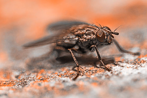 Standing Cluster Fly Getting Suntan Atop Rock (Orange Tone)