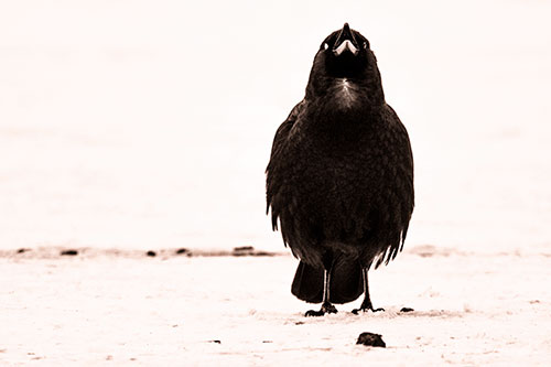 Standing Crow Cawing Loudly (Orange Tone Photo)