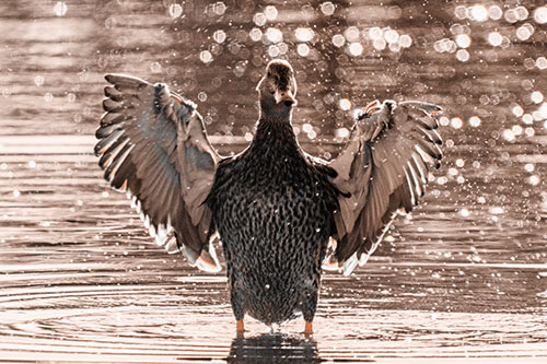 Standing Mallard Duck Flapping Wings Among Shore (Orange Tone)
