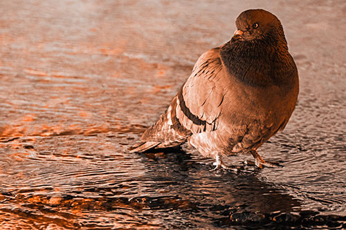 Standing Pigeon Gandering Atop River Water (Orange Tone)