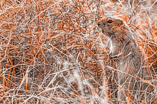 Standing Prairie Dog Snarls Towards Intruders (Orange Tone Photo)