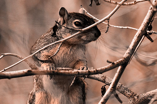 Standing Squirrel Peeking Over Tree Branch (Orange Tone)
