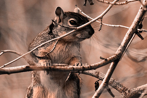 Standing Squirrel Peeking Over Tree Branch (Orange Tone Photo)