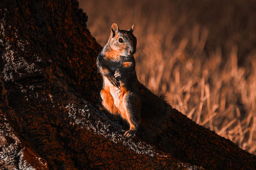 Standing Squirrel Poses Among Sloping Tree Stump (Orange Tone)