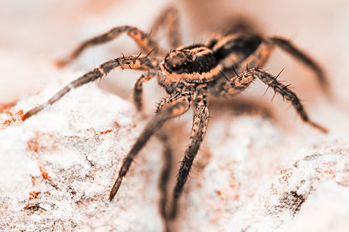 Standing Wolf Spider Guarding Rock Top (Orange Tone Photo)